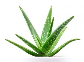 Medicinal Aloe - Aloe vera