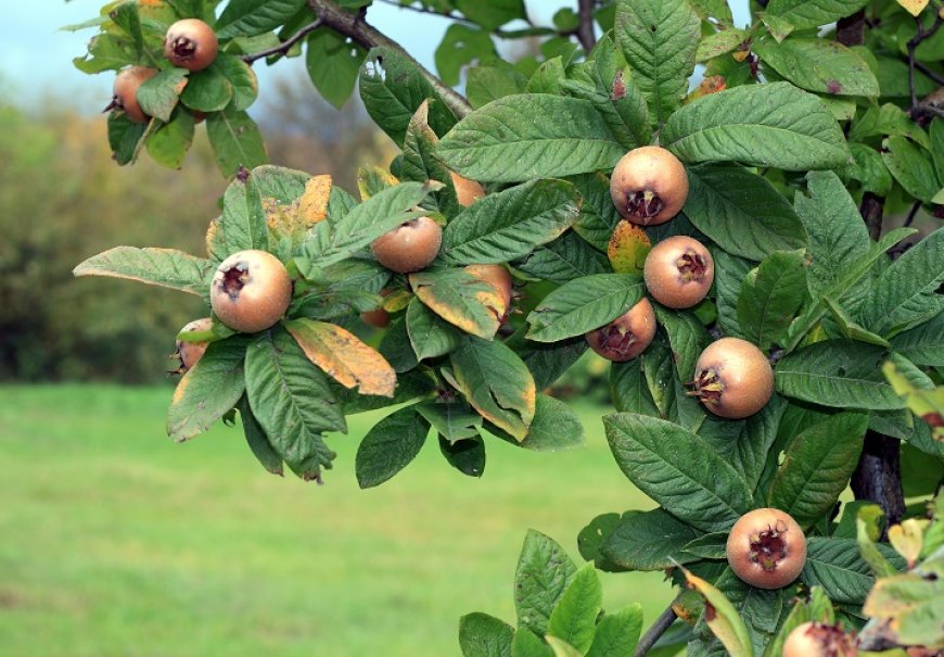 Medlar - Mespilus germanica