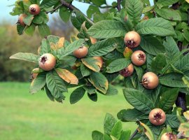 Medlar - Mespilus germanica