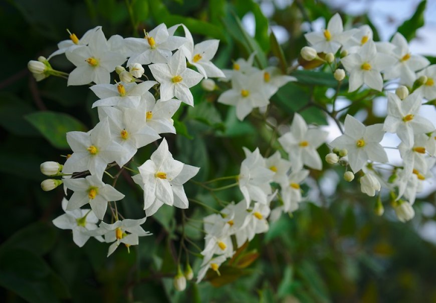 Jasmine Nightshade - Solanum jasminoides 