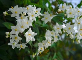 Jasmine Nightshade - Solanum jasminoides 