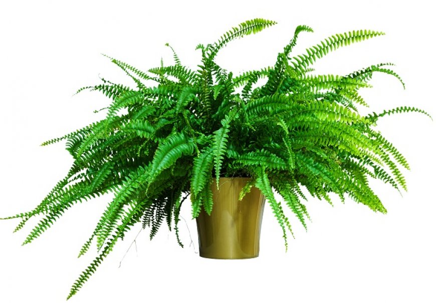 Sword Fern - Nephrolepsis exaltata