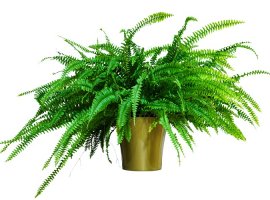 Sword Fern - Nephrolepsis exaltata