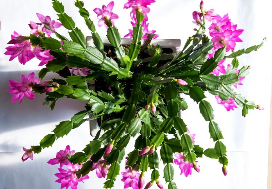 Thanksgiving Cactus - Schlumbergera truncata
