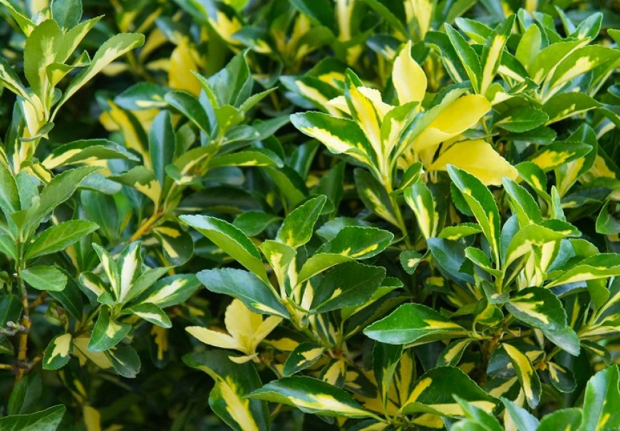 Kurika - Euonymus japonicus