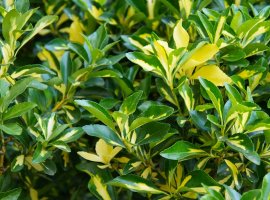 Kurika - Euonymus japonicus