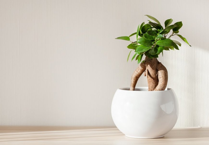 Ginseng Ficus - Ficus microcarpa 'Ginseng'