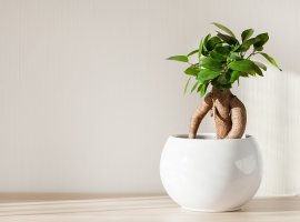 Ginseng Ficus - Ficus microcarpa 'Ginseng'