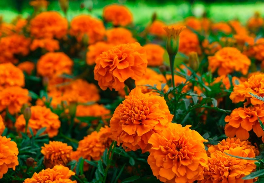 French marigold - Tagetes patula