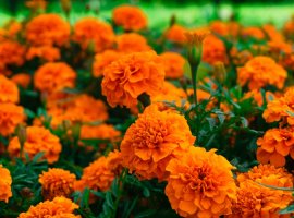French marigold - Tagetes patula