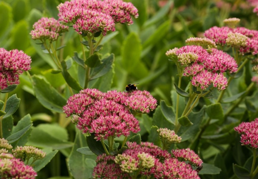 Stonecrops - Sedum sp.
