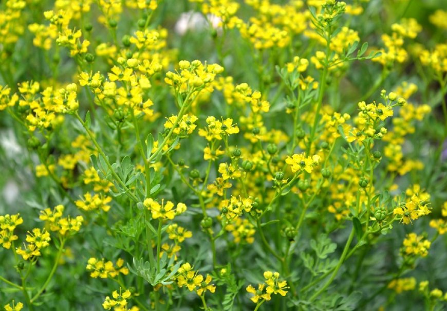 Common rue - Ruta graveolens