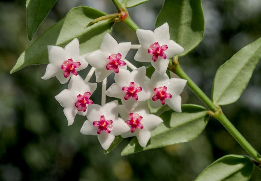 Beautiful Hoya - Hoya bella 