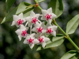 Beautiful Hoya - Hoya bella 