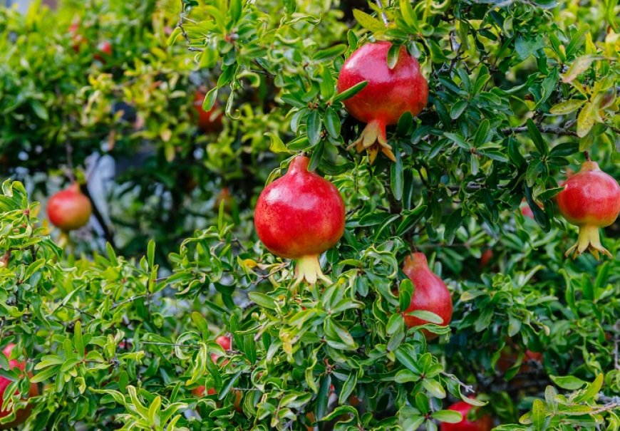 Dwarf Pomegranate - Punica granatum var. Nana 