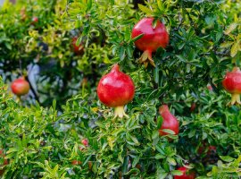 Dwarf Pomegranate - Punica granatum var. Nana 
