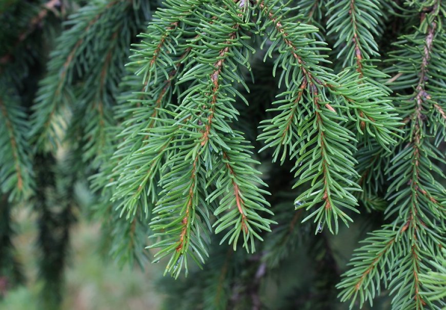 Nowray Spruce - Picea abies