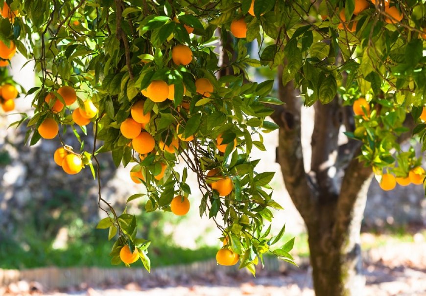 Orange - Citrus sinensis