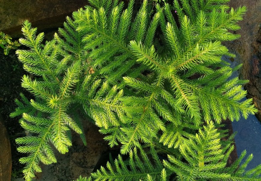 Sobna jela - Araucaria heterophylla