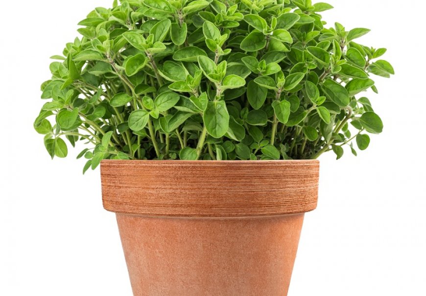 Oregano - Origanum vulgare