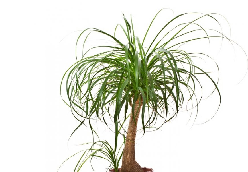 Pony Tail Palm - Nolina recurvata