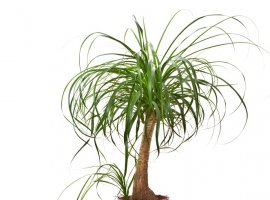 Pony Tail Palm - Nolina recurvata