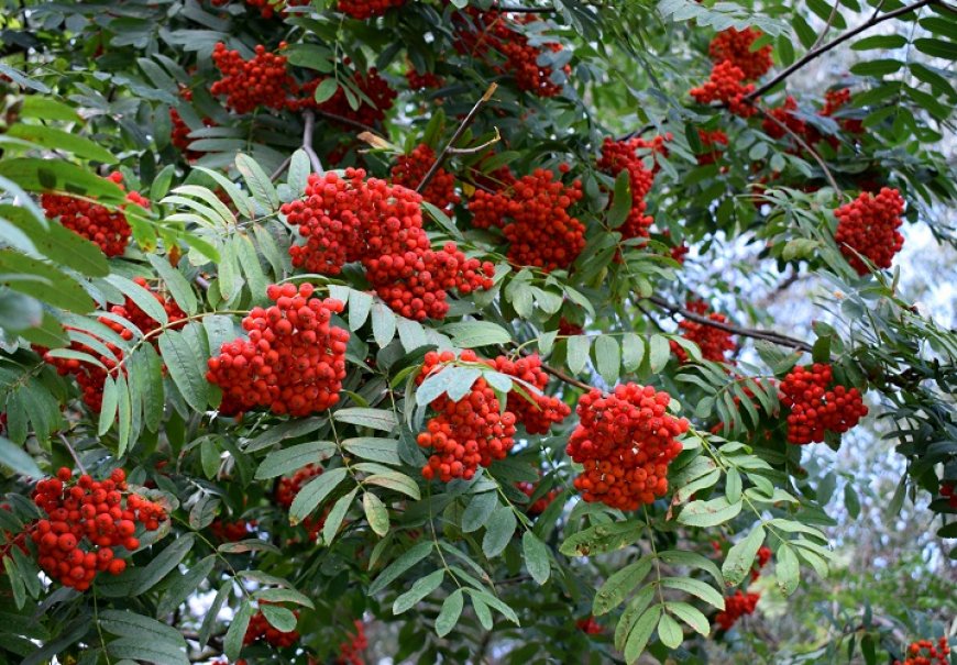 Rowan - Sorbus aucuparia