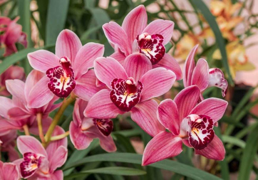  Boat Orchids - Cymbidium