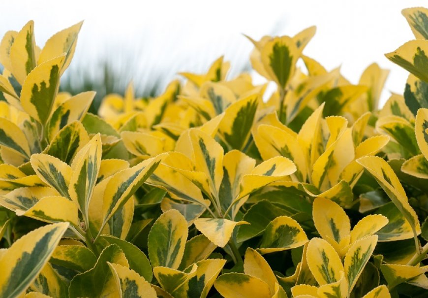 Kalina - Ligustrum ovalifolium