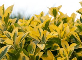 Kalina - Ligustrum ovalifolium