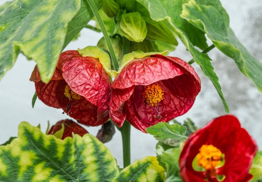 Sobni javor - Abutilon pictum