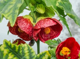 Sobni javor - Abutilon pictum