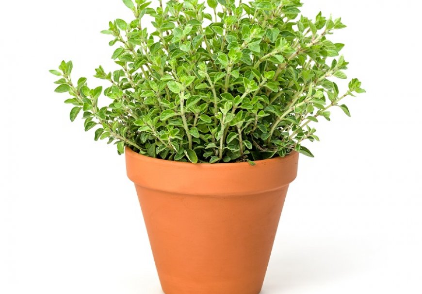 Marjoram - Origanum majorana
