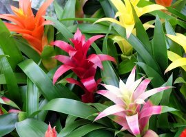 Neoregelia Carolinae - Neoregelia flandria 