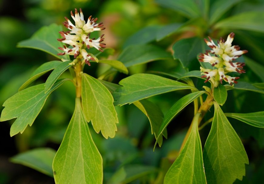 Japanese Spurge - Pachysandra terminalis