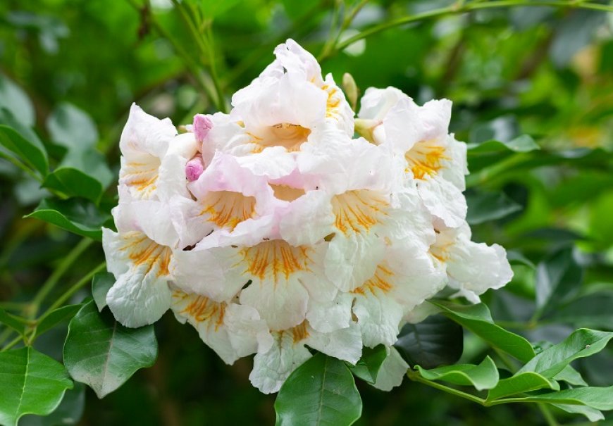 Serpent Tree - Radermachera sinica