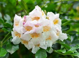 Serpent Tree - Radermachera sinica