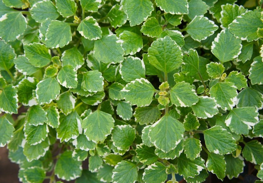 Plektrantus - Plectranthus fruticosus