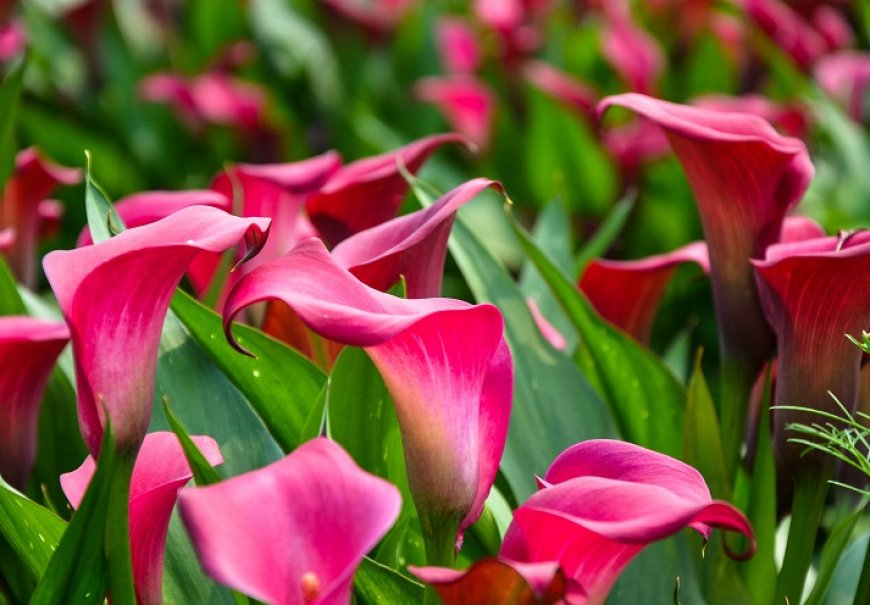 Calla - Zantedeschia sp.