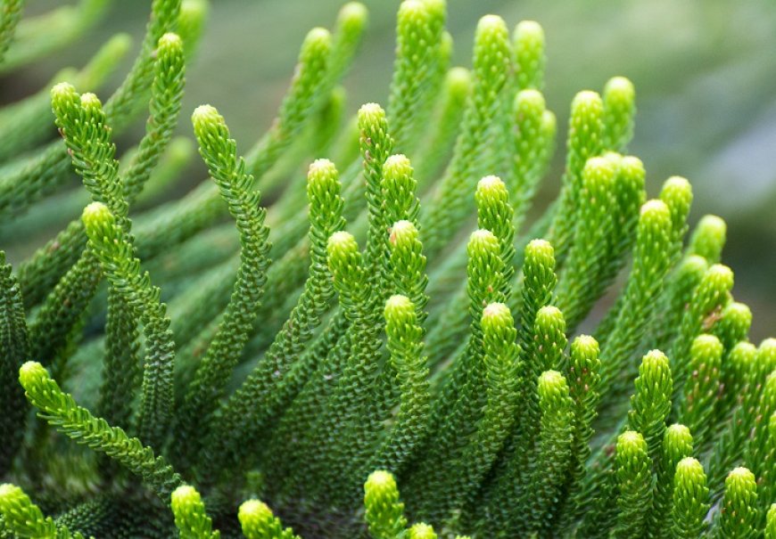 Japanese Cedar - Cryptomeria japonica 'Globosa nana'	 