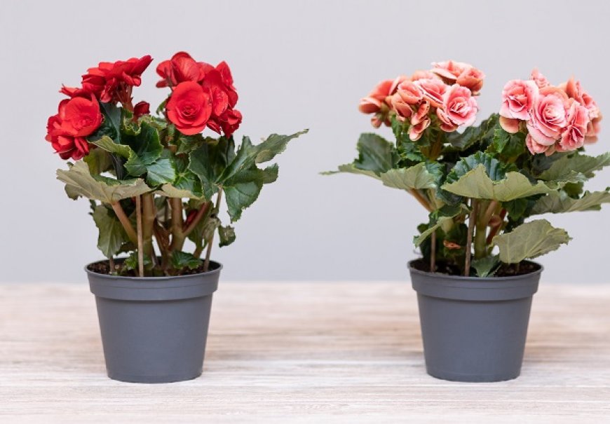 Begonia - Begonia elatior 