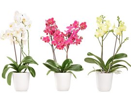 Moth orchid - Phalaenopsis