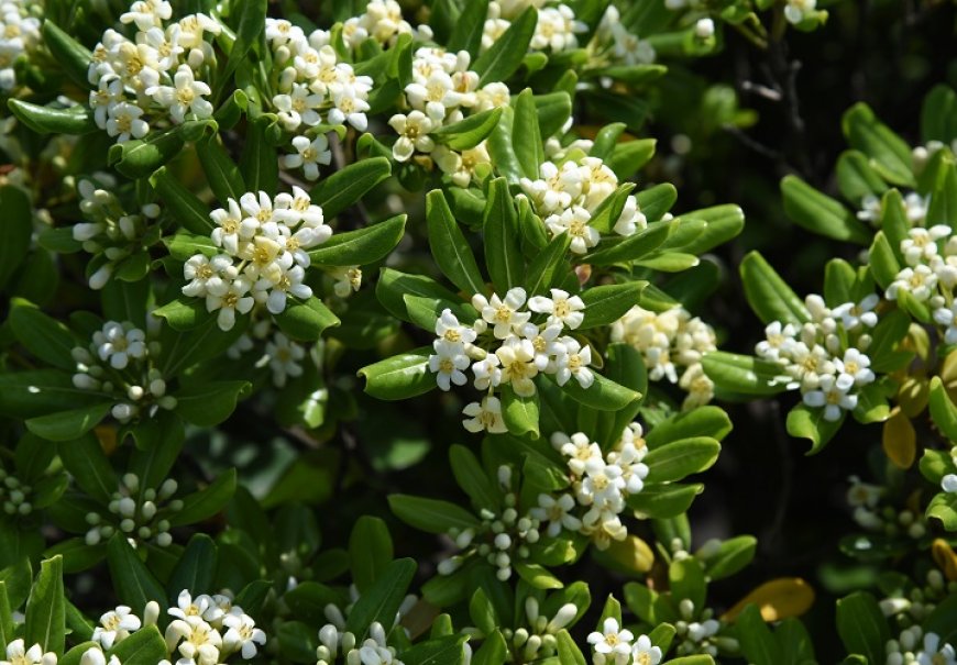 Japanese Cheesewood - Pittosporum tobira