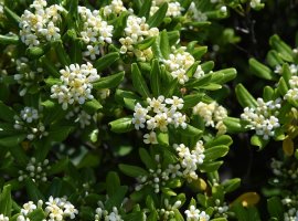 Japanese Cheesewood - Pittosporum tobira