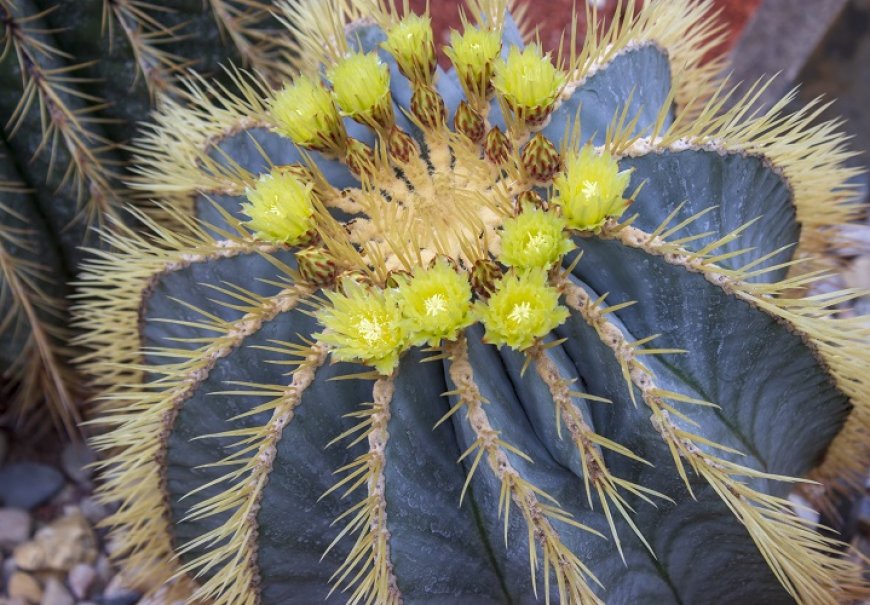 Ferocactus genus - Ferocactus sp.