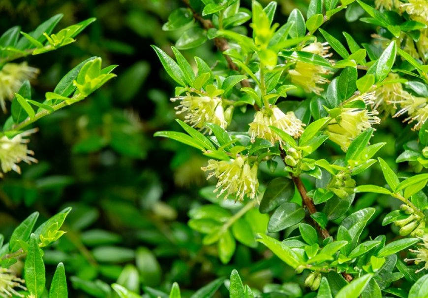 Kozokrvina - Lonicera pileata