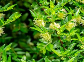 Kozokrvina - Lonicera pileata