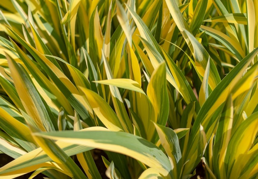 Dwarf Sedge - Acorus gramineus 