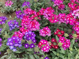 Red Devil Verbena - Verbena peruviana