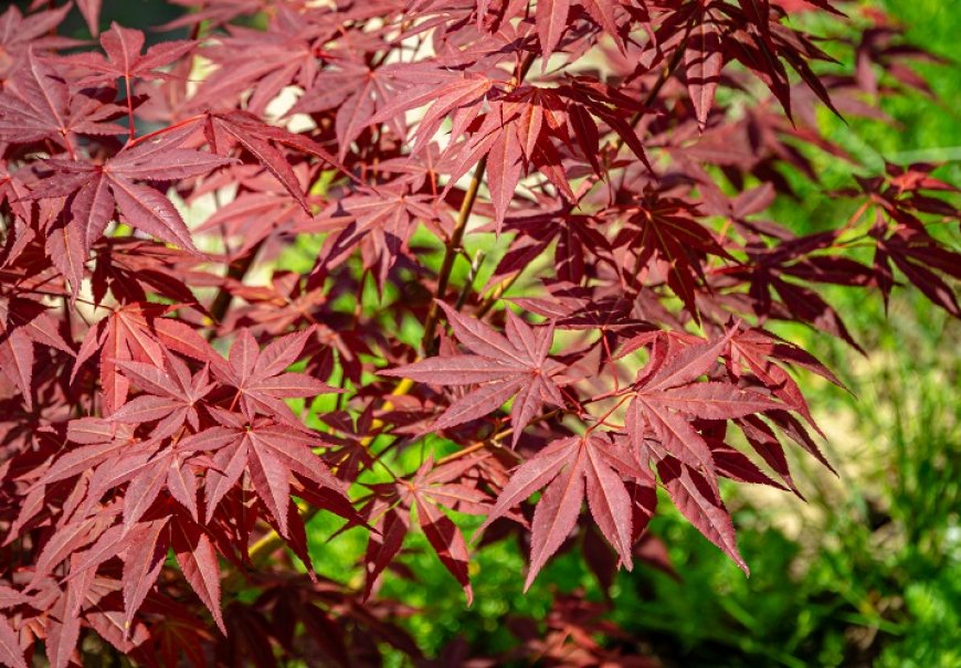 Japanese Maple - Acer palmatum 
